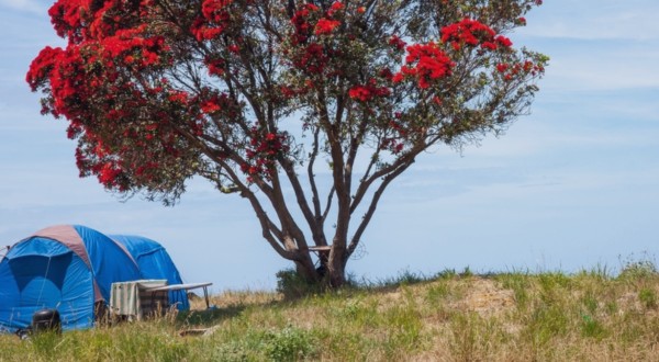Camping in Taranaki - tent under pohutukawa tree