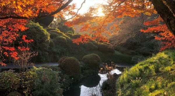 TUPARE Garden